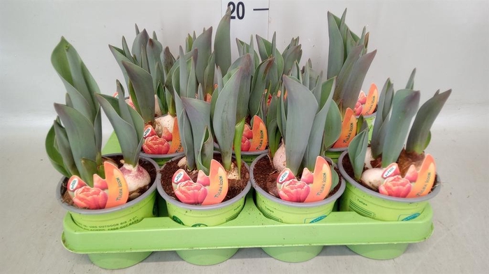 <h4>Tulipa ...</h4>