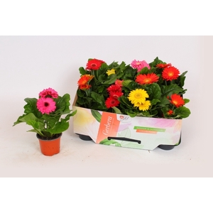 Gerbera  'Open Air'   ...mix