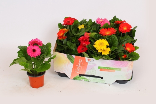<h4>Gerbera  'Open Air'   ...mix</h4>