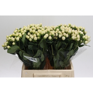 Hypericum Cool Romance