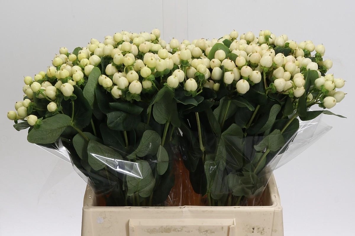 Hypericum Cool Romance