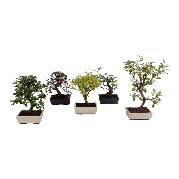 <h4>Bonsai Outdoor Deluxe ø20cm</h4>