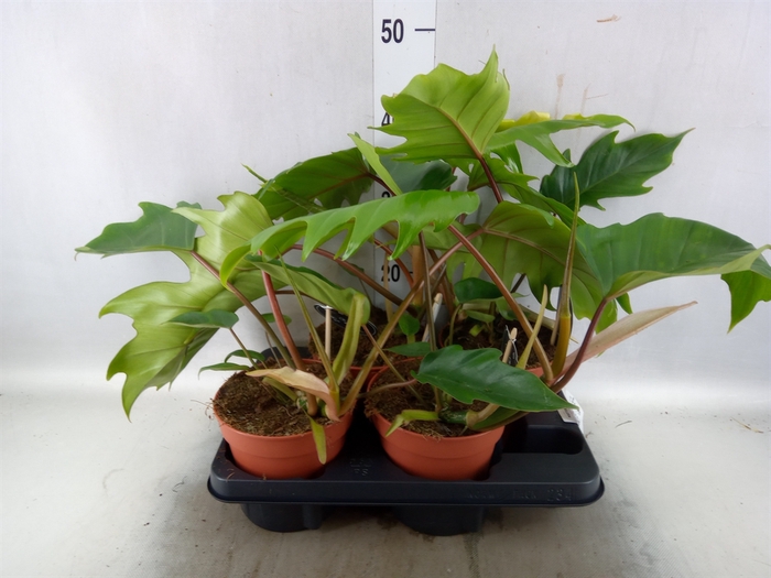 <h4>Philodendron   ...</h4>