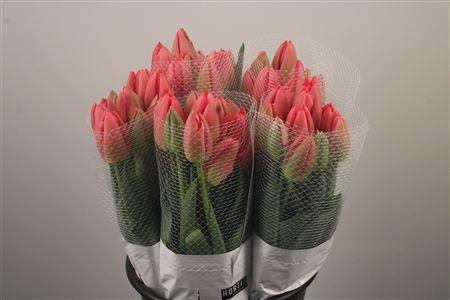 <h4>Tu Fr En Pink Pride</h4>