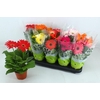 Gerbera gemengd