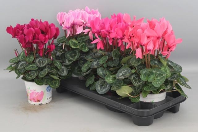 <h4>CYCL GR SUP XL</h4>