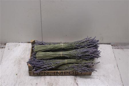 <h4>Dr Lavendel Ex</h4>