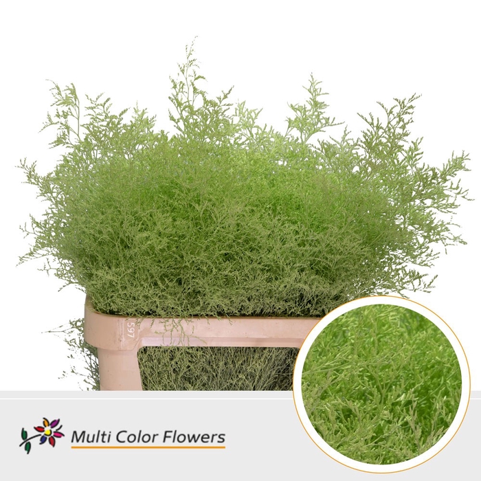 <h4>Limonium Beltlaard Mint</h4>