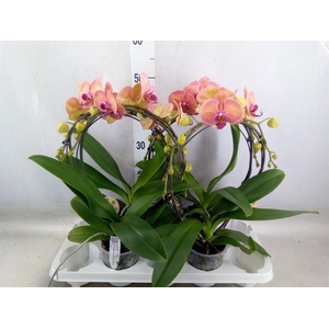 Phalaenopsis   ...