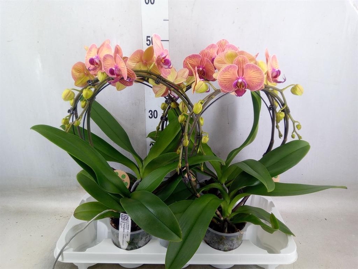 <h4>Phalaenopsis   ...</h4>