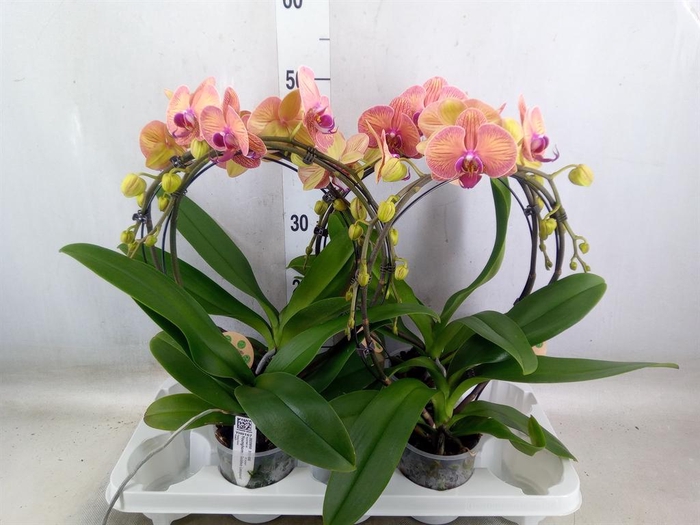 <h4>Phalaenopsis   ...</h4>