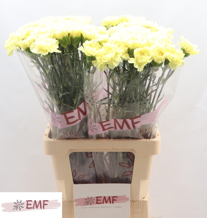 <h4>DI ST BELLO+</h4>