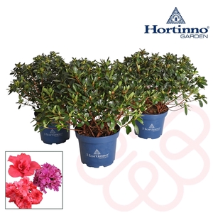 Hortinno® Garden Evergreen gemengd groen 30 - 40 cm