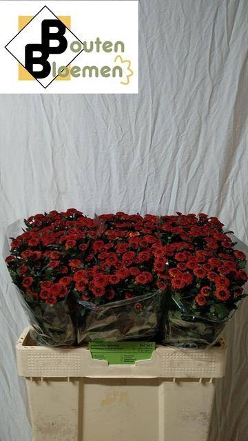 <h4>CHR SAN TAMMY RED</h4>