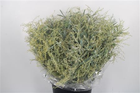 <h4>Acacia Hamburiana Per Bunch</h4>