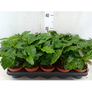 Coffea arabica