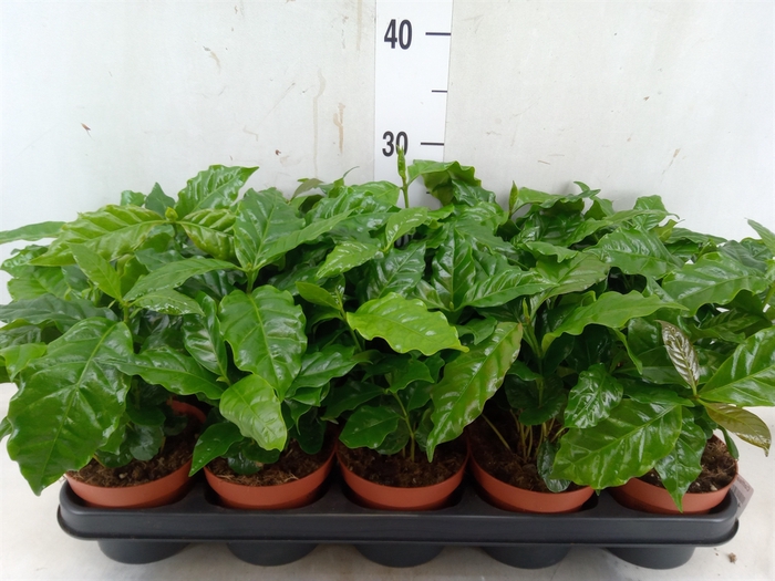 <h4>Coffea arabica</h4>