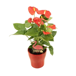 Anthurium XL.9 Jambo Red 12cm keramiek