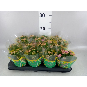 Kalanchoe blos. 'Calandiva Zeta'