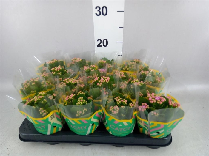 <h4>Kalanchoe blos. 'Calandiva Zeta'</h4>