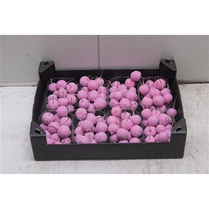 F-malusappel Glitter Roze
