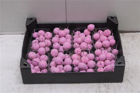 <h4>F-malusappel Glitter Roze</h4>
