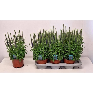 VERO SPICATA