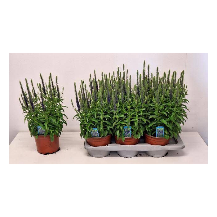 <h4>VERO SPICATA</h4>
