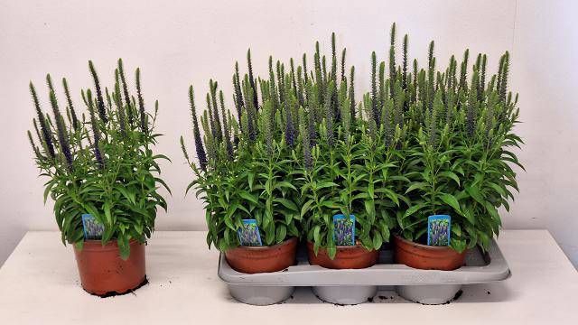 VERO SPICATA