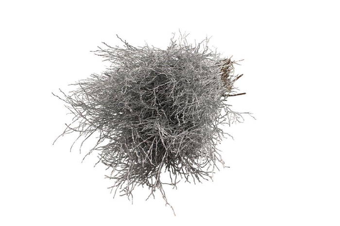 <h4>Heidelbeer Geverfd Zilver</h4>