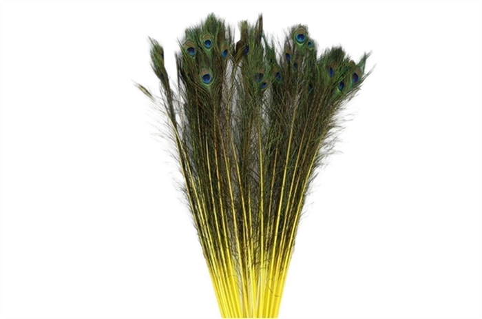 Feather Peacock Natural Yellow P Stem