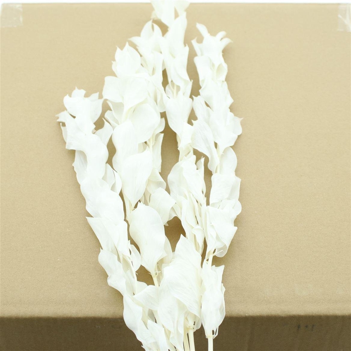 <h4>Pres Ruskus Hyp Bleached White P Bnch</h4>