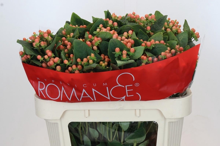 Hypericum Mellow Romance Spray