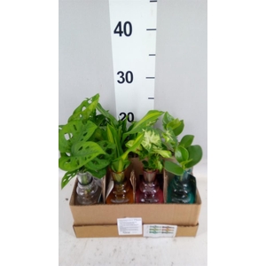 Planten  ..mix