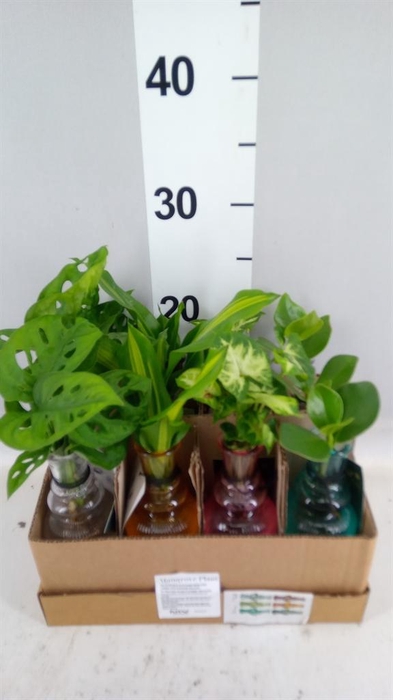 <h4>Planten  ..mix</h4>