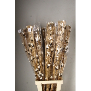 DF Flower Twig Bakuli Shola Lb