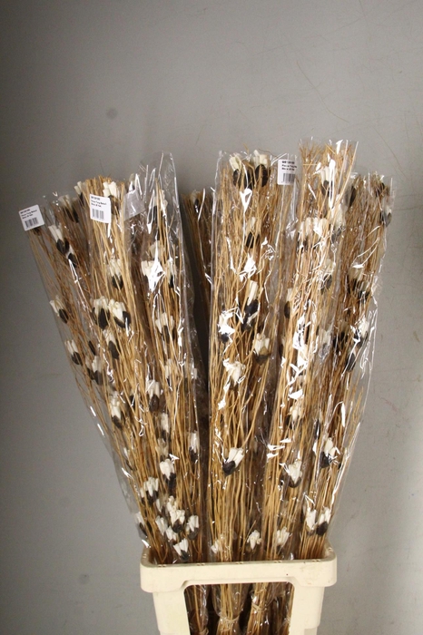 <h4>DF Flower Twig Bakuli Shola Lb</h4>