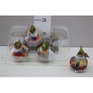 Hippeastrum Wax Capitals Mix