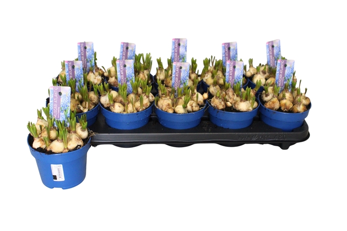 <h4>MUSCAR ATLANTIC</h4>