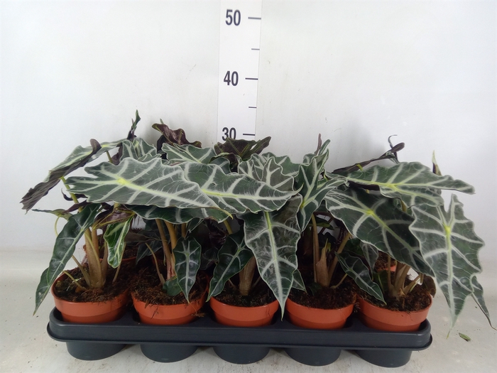 <h4>Alocasia amazonica 'Polly'</h4>