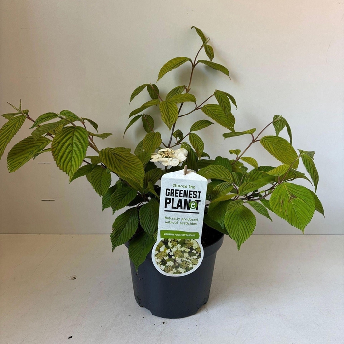 <h4>Viburnum plicatum</h4>