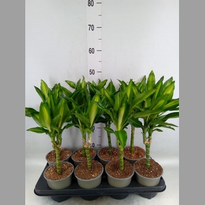 Dracaena frag. 'Cintho'
