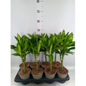 Dracaena frag. 'Cintho'