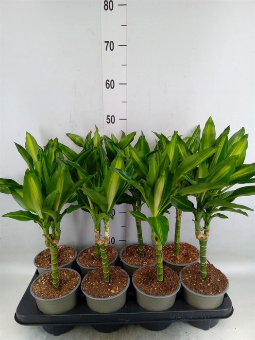 <h4>Dracaena frag. 'Cintho'</h4>