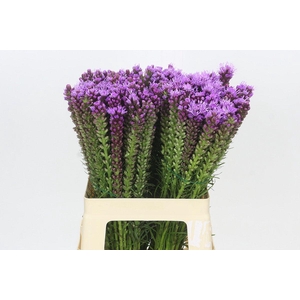 Liatris Spicata