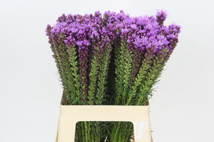 <h4>Liatris Spicata</h4>