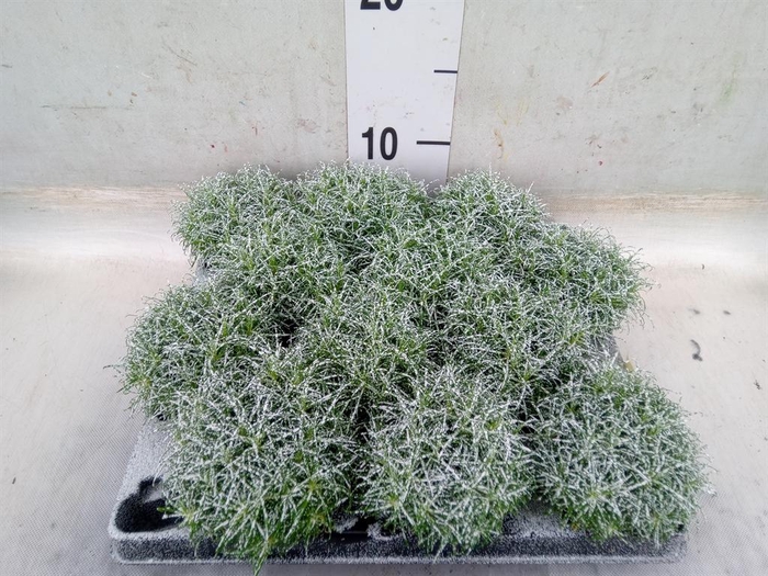 <h4>Sagina subulata</h4>