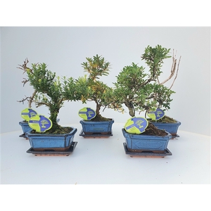 Bonsai mix outdoor, 15 cm., shape, with drip tray - Partly without leaves during winter