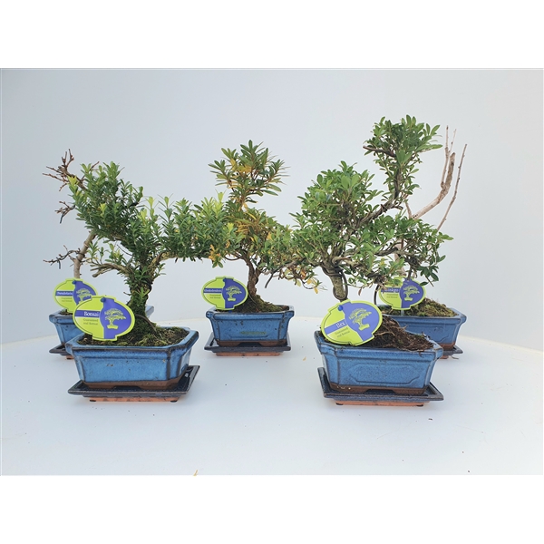 <h4>Bonsai mix outdoor, 15 cm., shape, with drip tray - Partly without leaves during winter</h4>