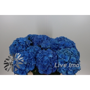 Hydrangea royal parade